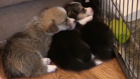 Funny Baby puppy's video