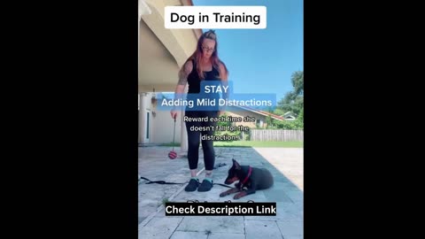 Dog in Training : Stay Adding Mild Distractions