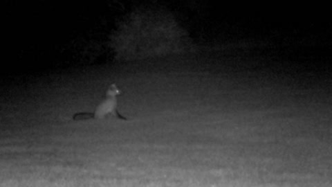 Back Yard Wildlife - Fox - 23 Nov 2021 - 08 Dec 2021