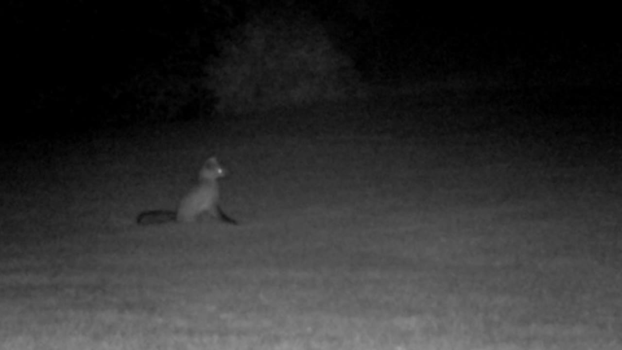 Back Yard Wildlife - Fox - 23 Nov 2021 - 08 Dec 2021