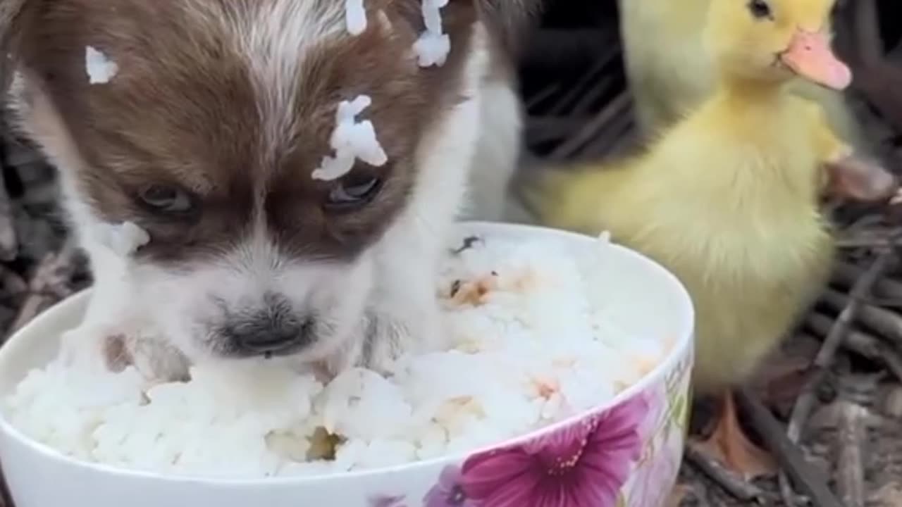 Cute puppy ! Cute puppy video compilation