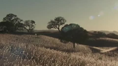 solar-powered spheres make a dazzling display on this California night.