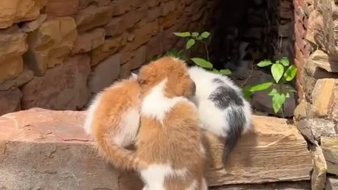 Cat & Puppies