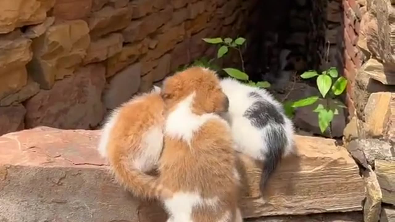 Cat & Puppies