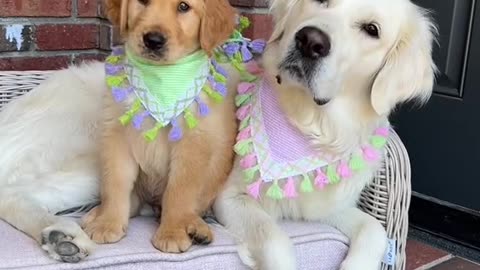 Funny Puppy and Dog!