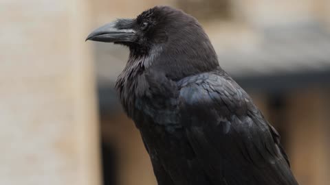 The Common Raven: Close Up HD Footage (Corvus corax)