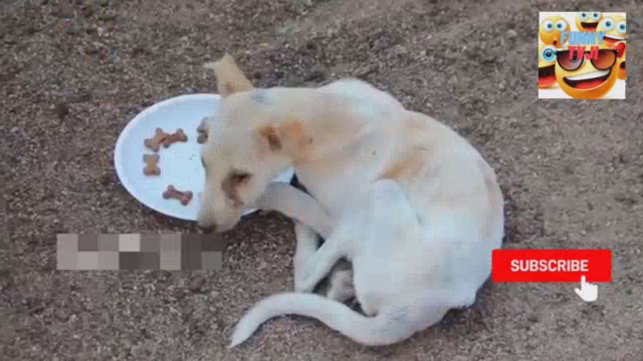 DOG PRANK video2_202326_18