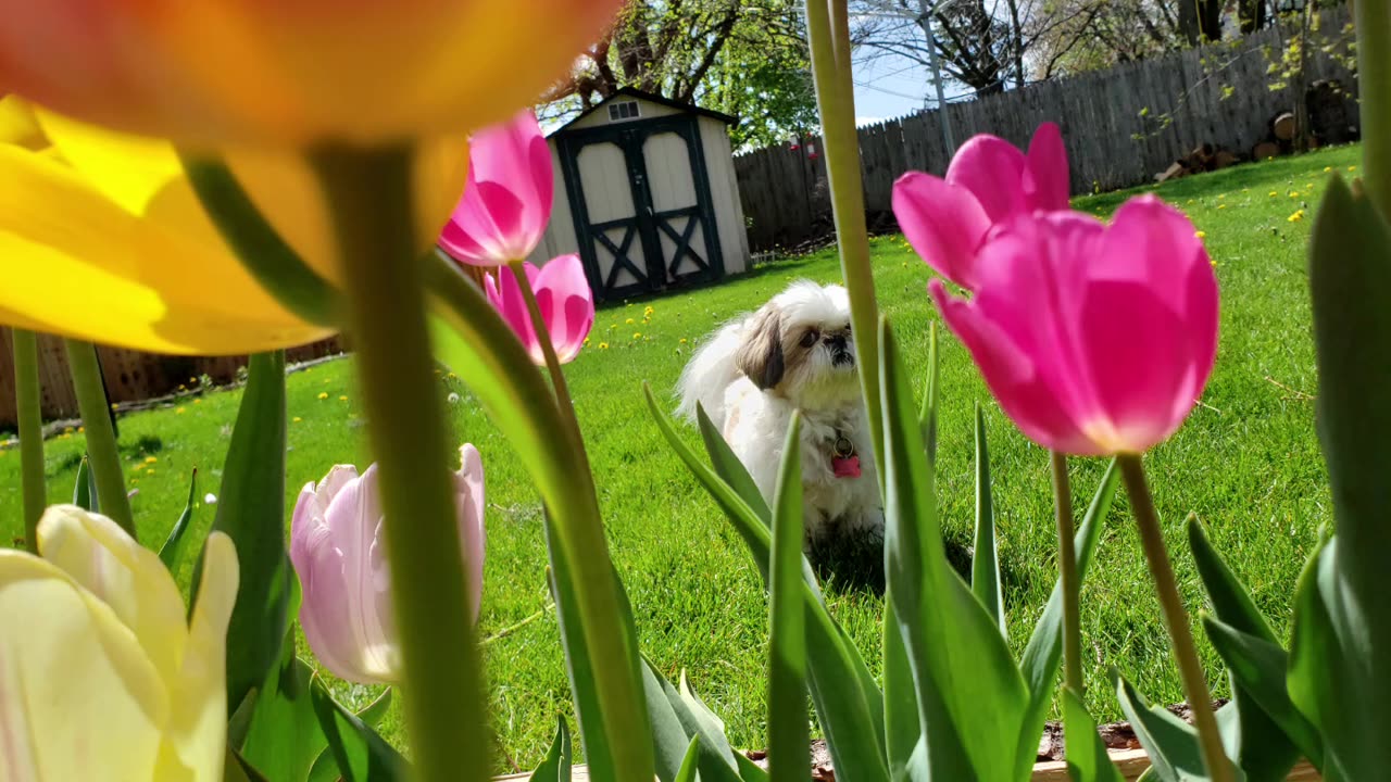 Rosie The Shihtzu And Her Tulips