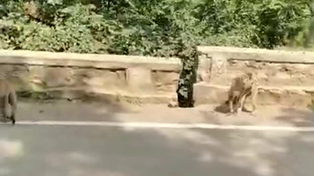 Monkey prank on the road of Jungle.