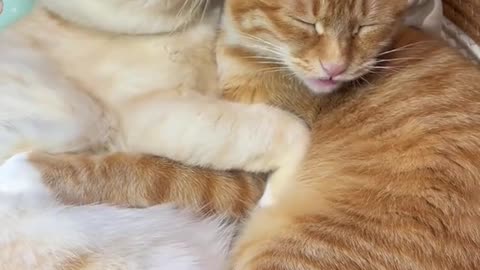 Soo cute cat couple 😍😍❤️😱