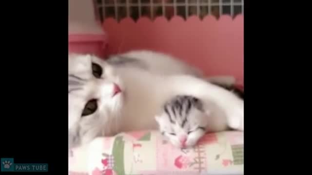 Adorable Mama cat 🐱 will warm your heart ❤️