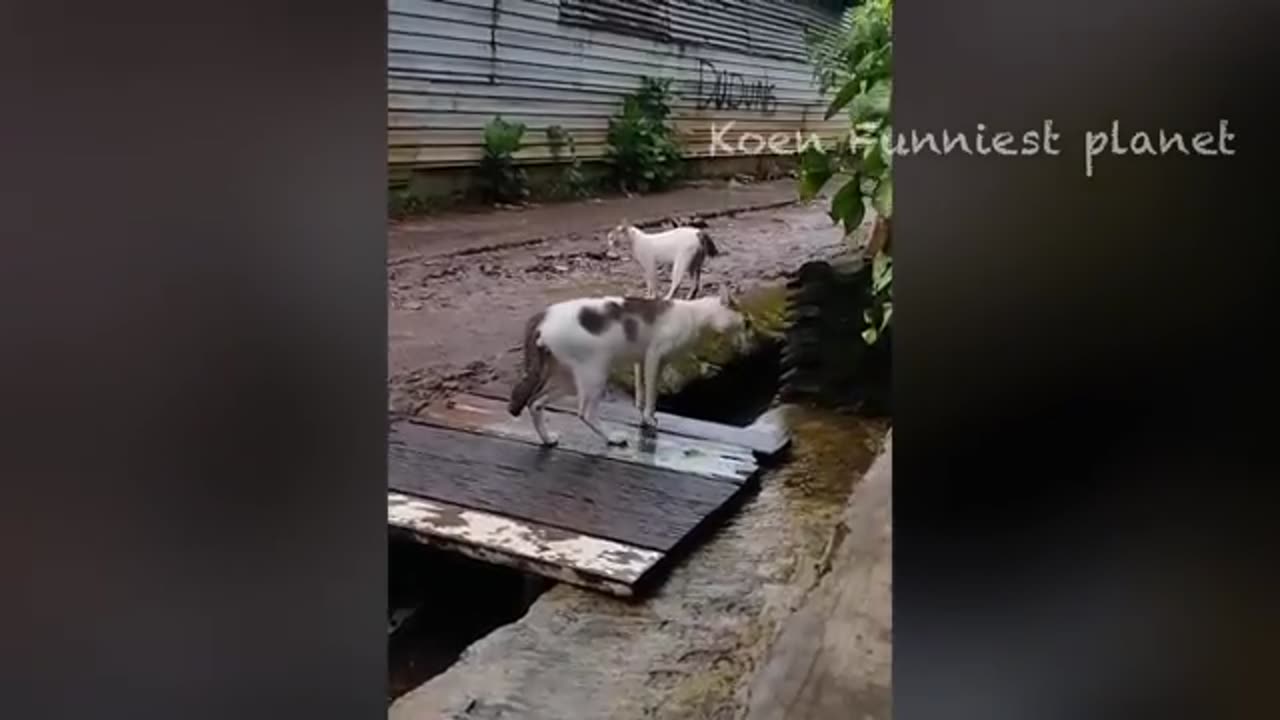 Funny Dogs And Cats Videos 2023 -- - Best Funniest Animal Videos Of The Month ----