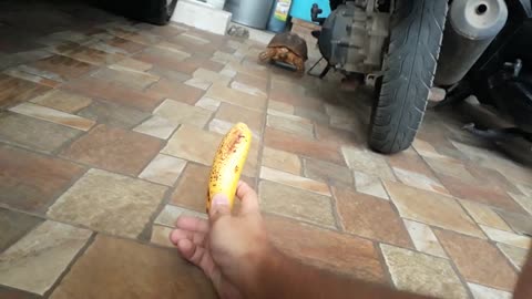 Sulcata Tortoise Eating Banana (Sulaiman) - Hand Feeding-2