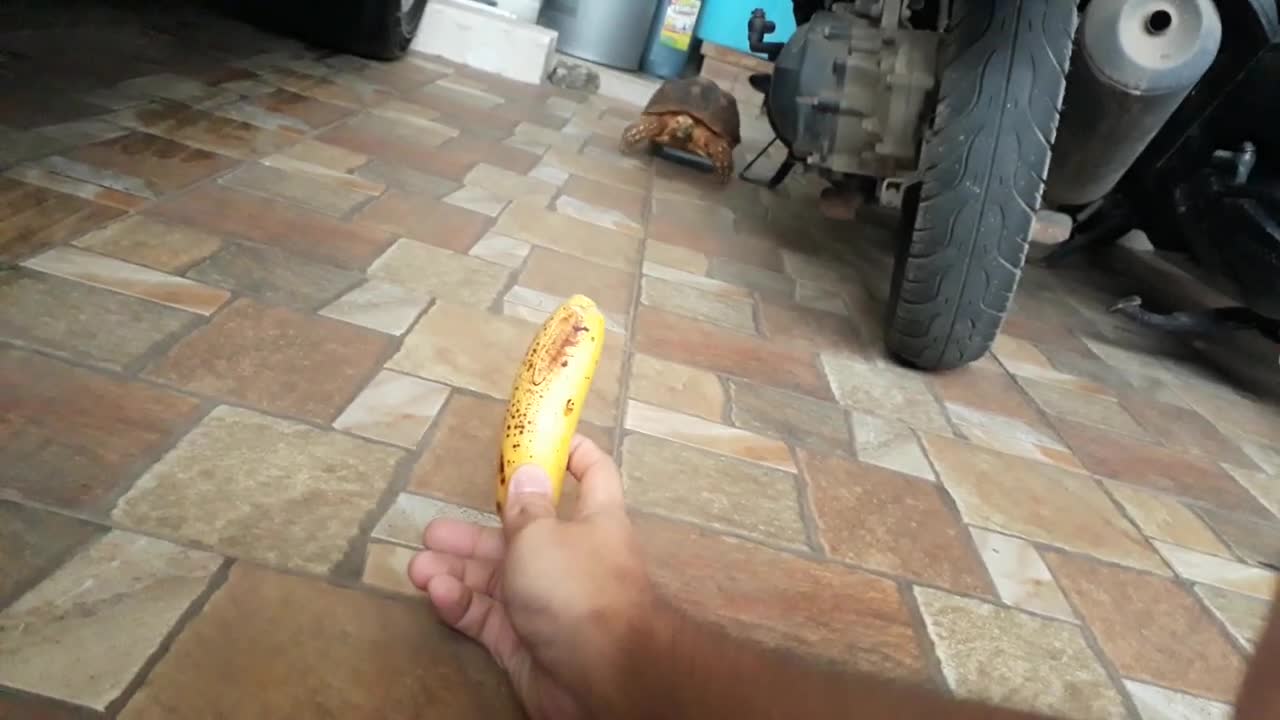 Sulcata Tortoise Eating Banana (Sulaiman) - Hand Feeding-2