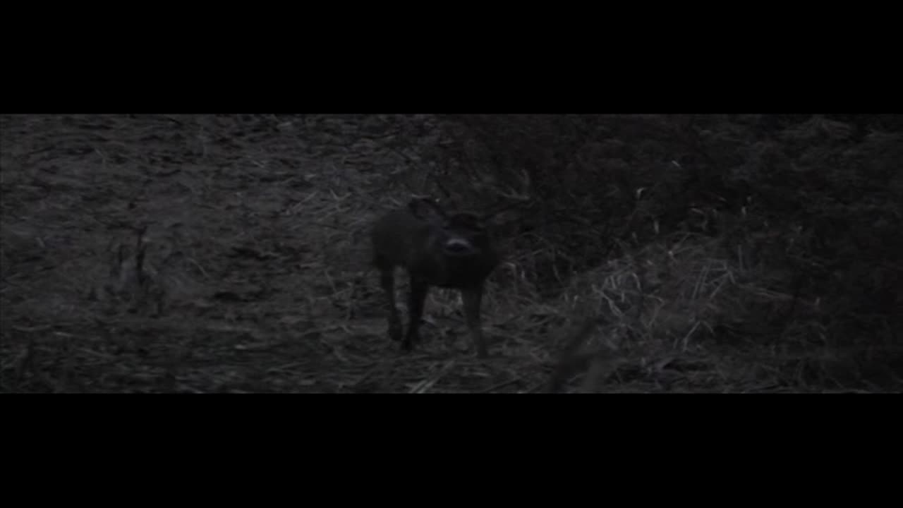 That's the same deer we saw yesterday!