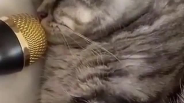 Cute Cat Funny Sleeping Sound With Microphone