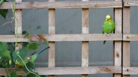 Parrot 🦜 in windows