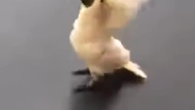 Amazing pet Cacatua barking like a dog😲😲