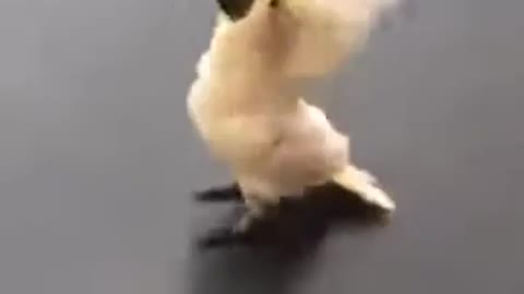 Amazing pet Cacatua barking like a dog😲😲