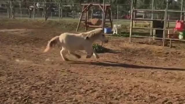 I like this white horse, don't you?