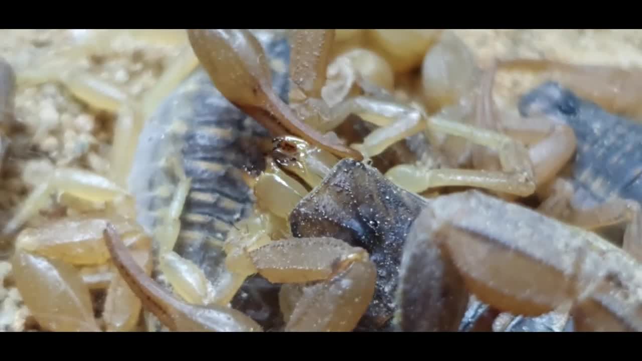 tarantula vs scorpion