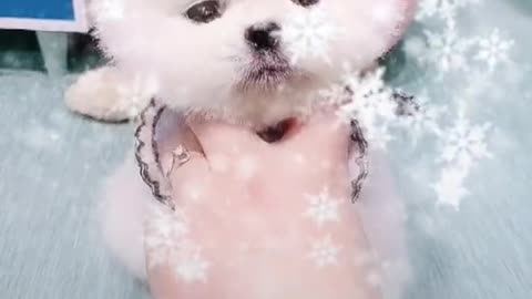 pet dog