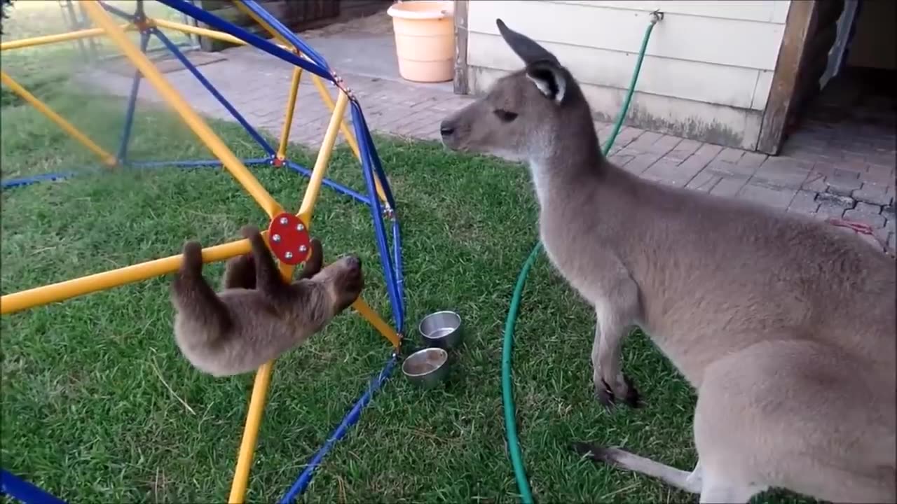 Baby Sloths Being Sloths - FUNNIEST Compilation.mp4