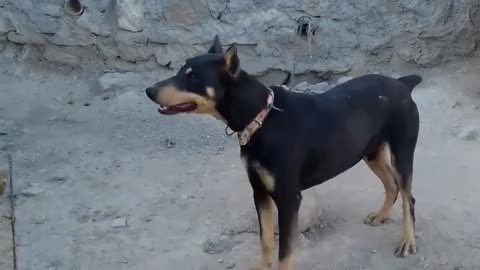 Dobermann