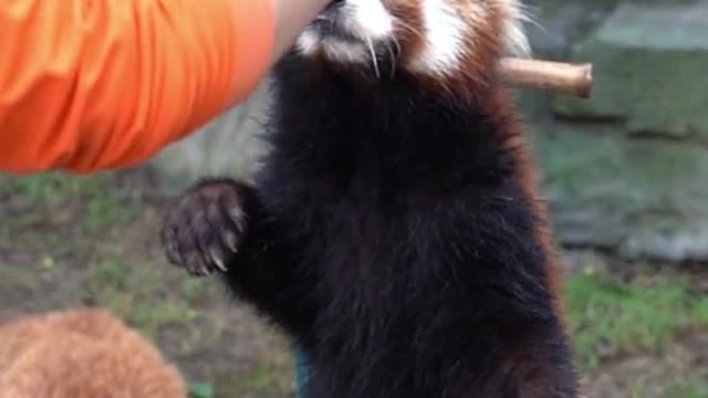 The red panda