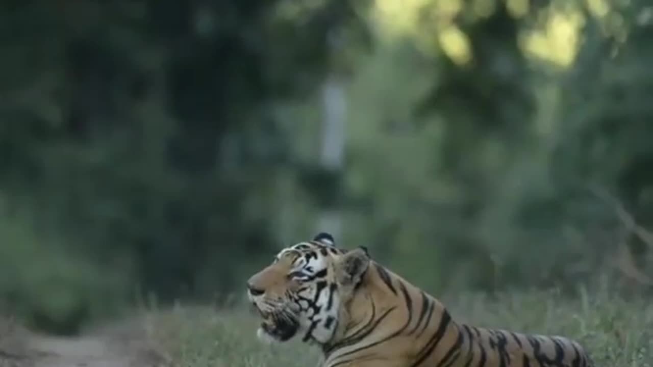 Wildlife Tiger