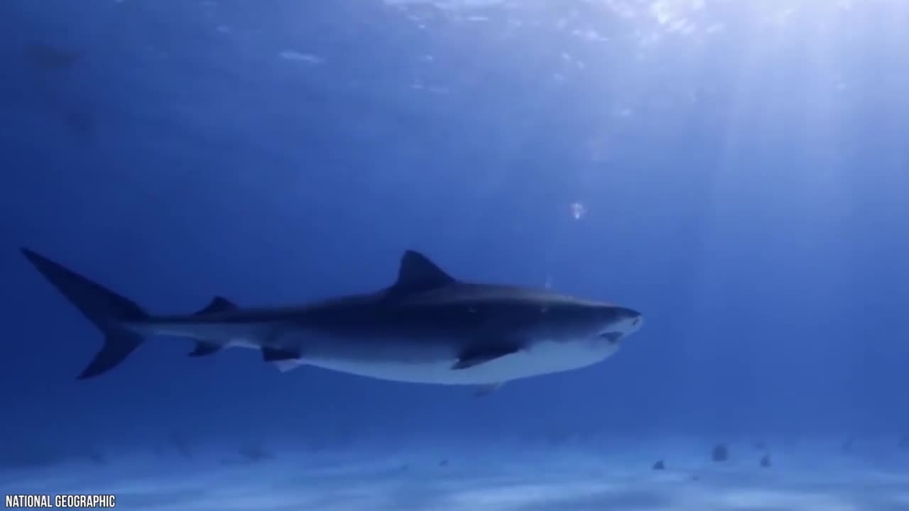 King of Water the Sharks