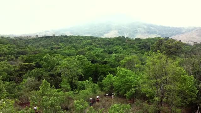 How coffee is reviving Mozambique's rainforest