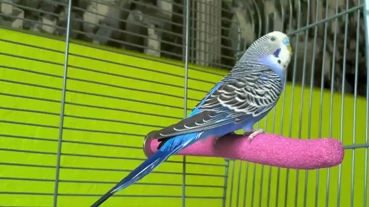 Singing_Budgie_-_Happy_Song___Most_Beautiful_Budgie_Songs_Ever___Parakeets_Chirping_Sounds