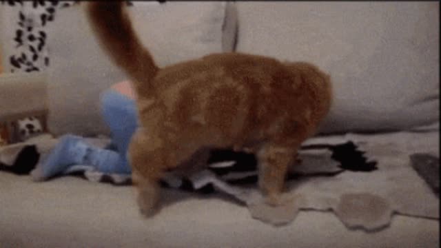 Gif video of cat attacking boy