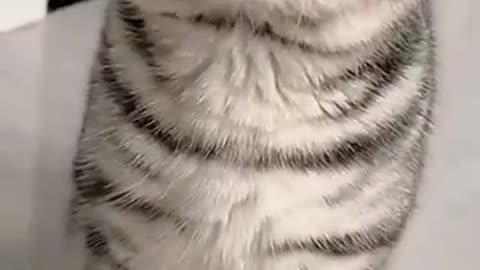 Funny cat