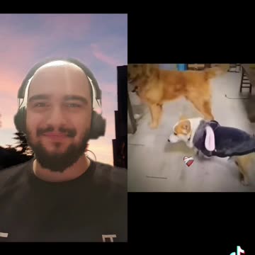 BIGS DOG VS SMALL DOG😂