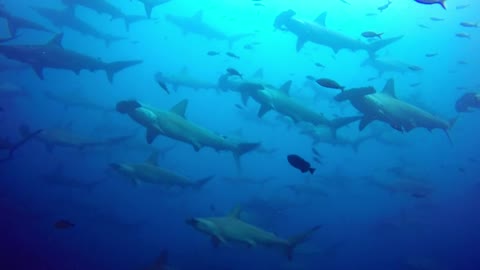 Diver swims straight into gigantic school of hammerhead sharks