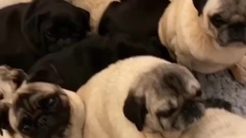 worldofpugs for more adorable pugs! ♥️ Credit IG @bubblebeccapugs