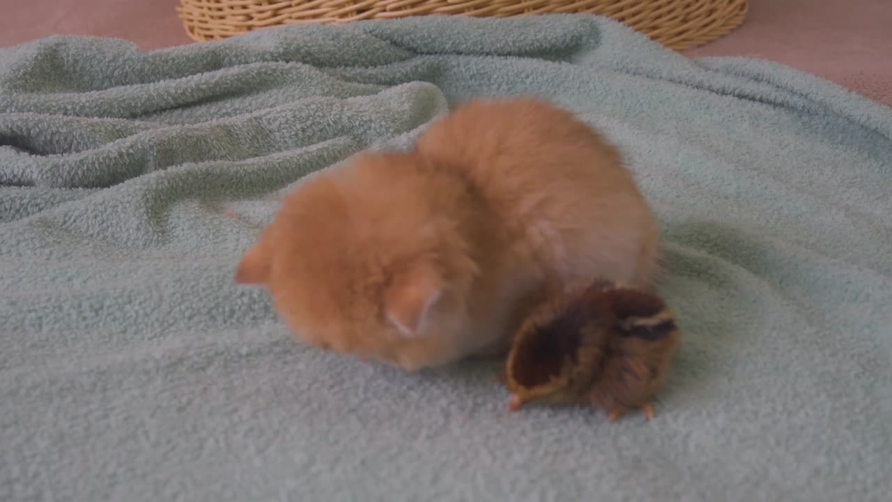 Winter is Here, Kitten Pudding Warm The Chicks While Sleeping Next To Each Other