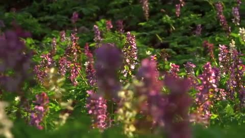 FLOWERS CAN DANCE!!! Amazing nature/ Beautiful blooming flower time lapse video