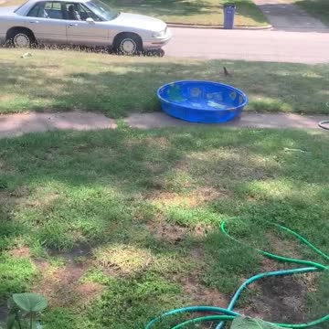 Bebe the cat wants the bird