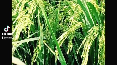 Rice crop