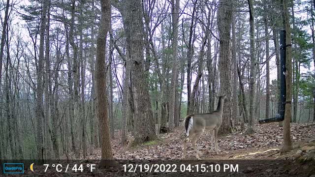 The Woods – 12/20/2022
