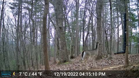 The Woods – 12/20/2022