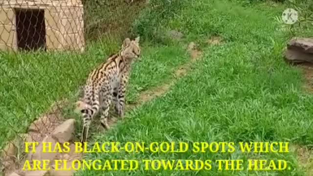 The serval cat (leptailurus serval)