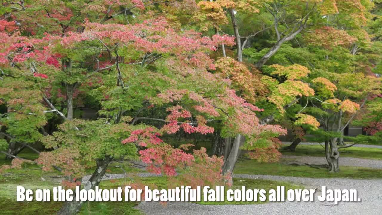 11 November 2016 Japan News: clear weather, rice fields, vegan food and fall colors