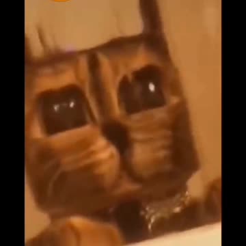 Funniest animals😂funny cat and dog videos🐱#cute😍#11