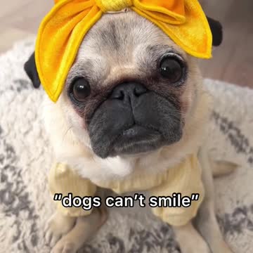 Beautiful clips dogs