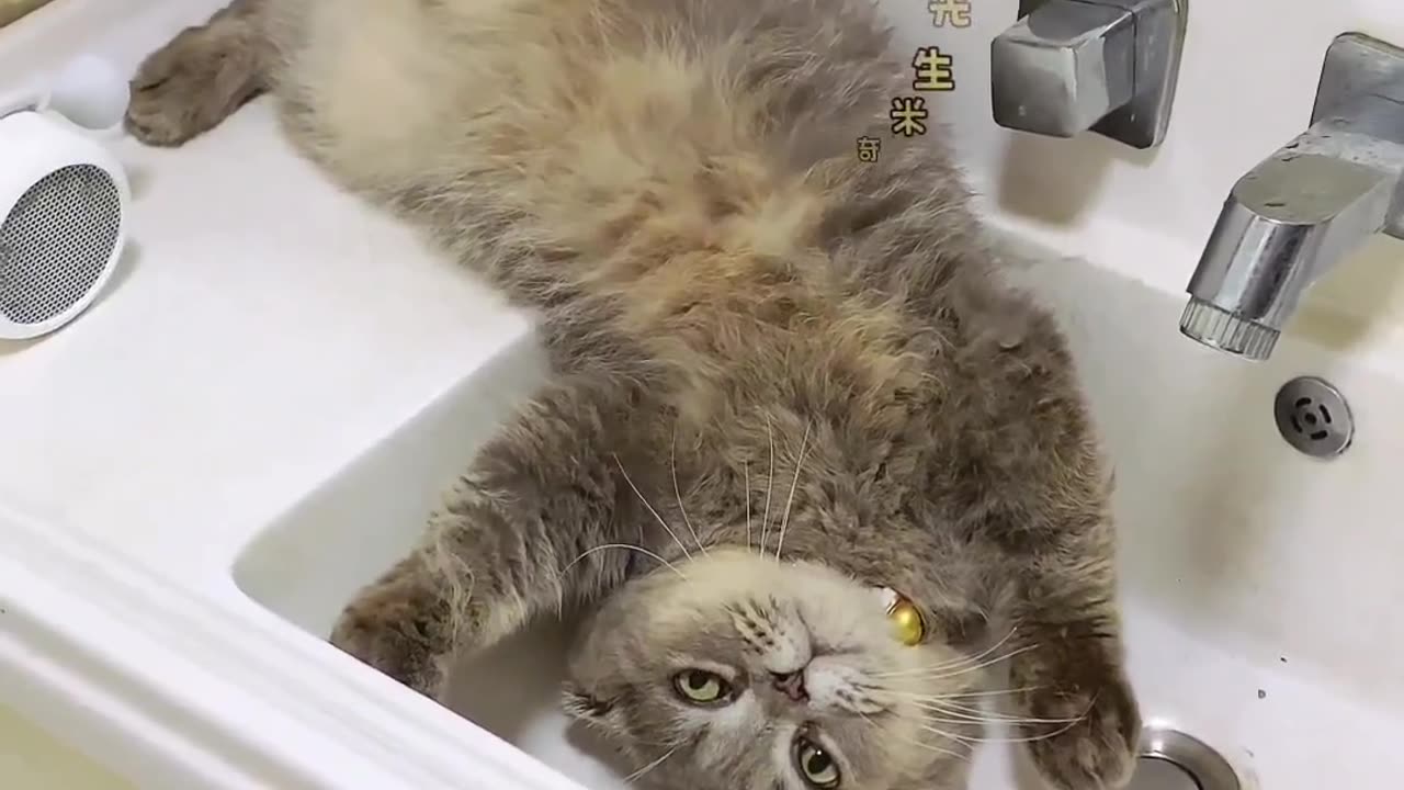 "Adorable Kitten Confesses: Why So Cute in the Sink?"