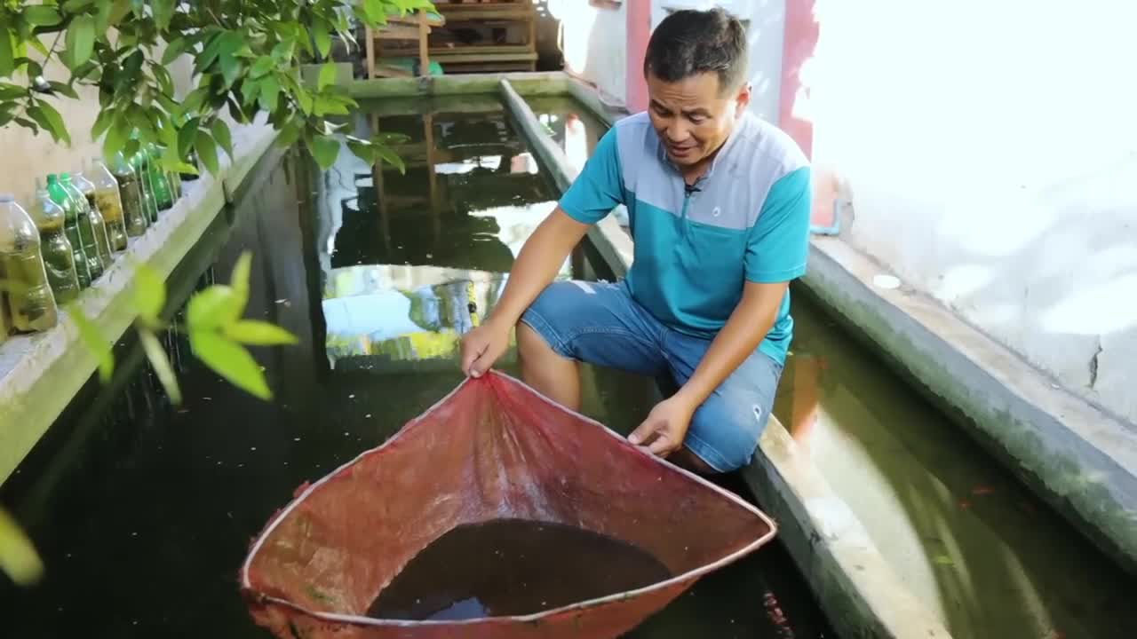 How My Farm Produce 30,000 Goldfish/Japanese koi babies in just 1 Week? Massive Fish Production!-15